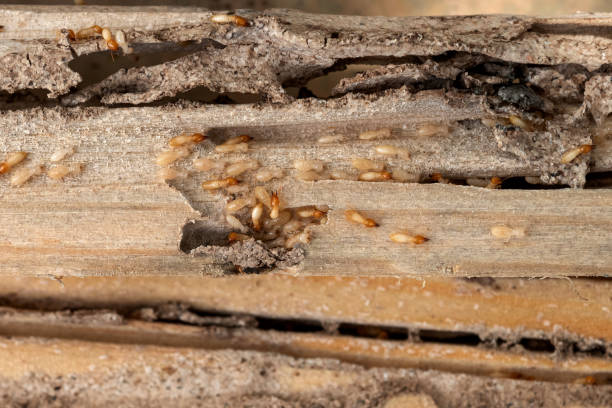 Best Pest Control for Homes  in Belmont, MS